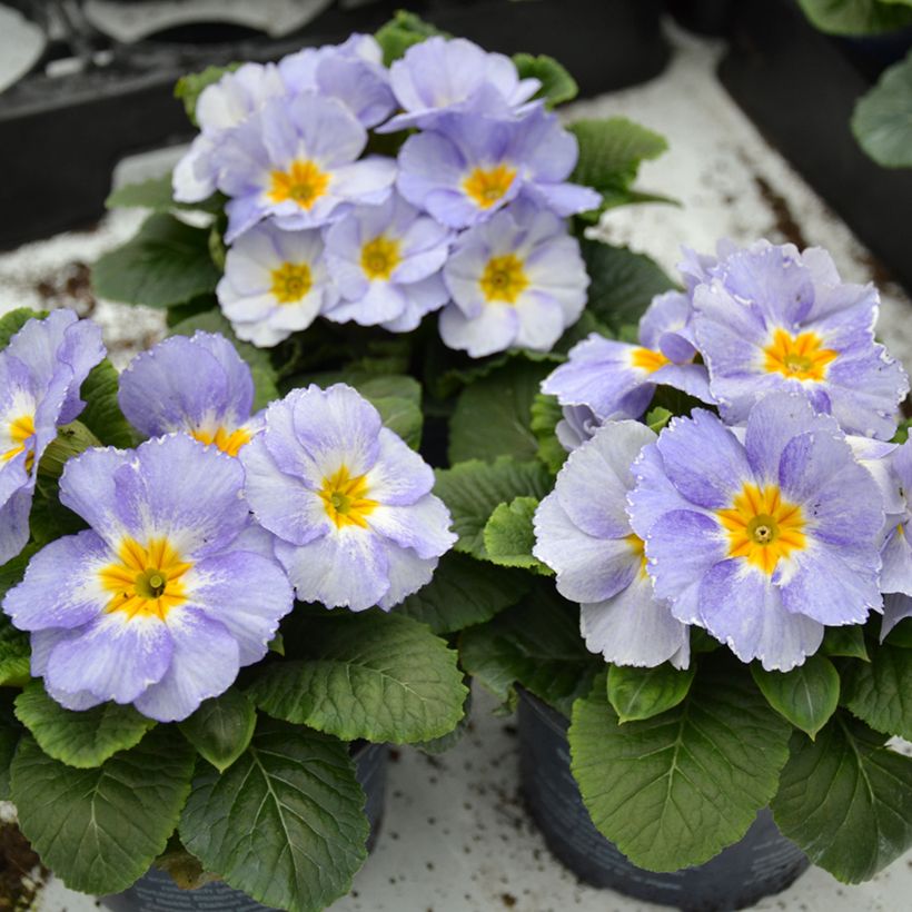 Primevère Porcelain Blue - Primula (Plant habit)