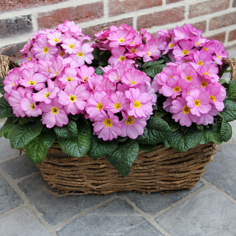 Primevère Woodland Rose - Primula acaulis (Plant habit)