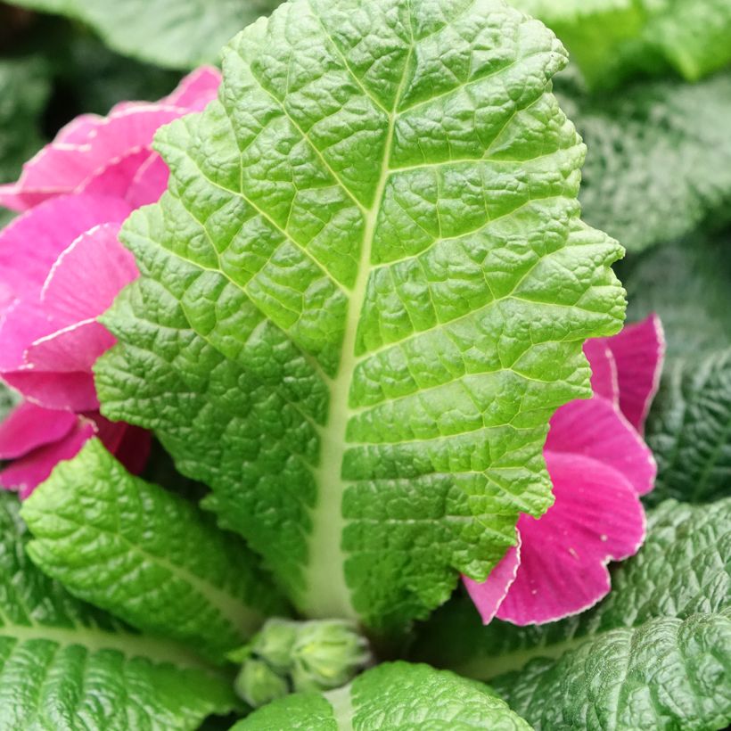 Primevère - Primula acaulis Plums & Custard (Foliage)