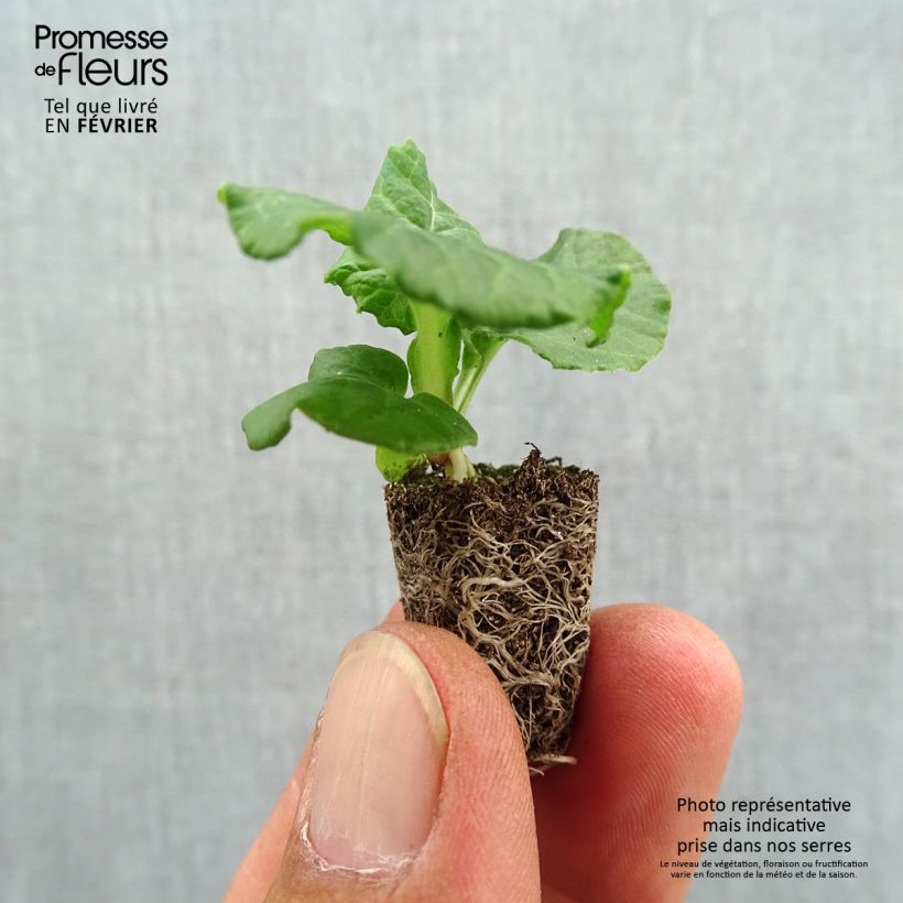Example of Primevère - Primula elatior Black Laced Mini-motte Ø 1,5/2,5 cm as you get in automne
