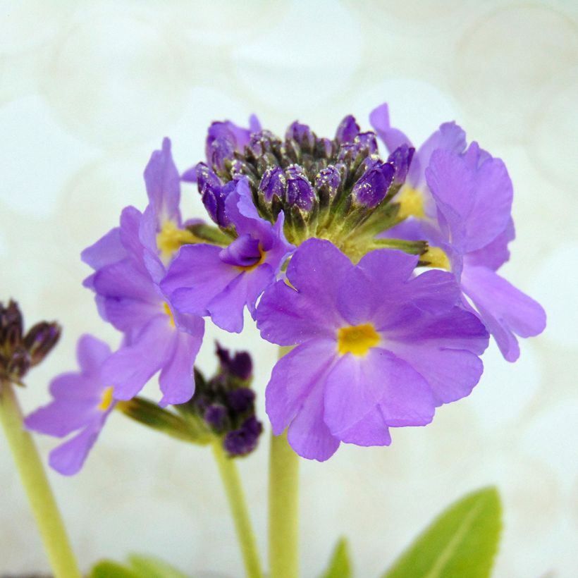 Primevère - Primula denticulata Cashmeriana (Flowering)