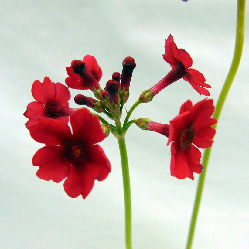 Primevère - Primula japonica (Flowering)