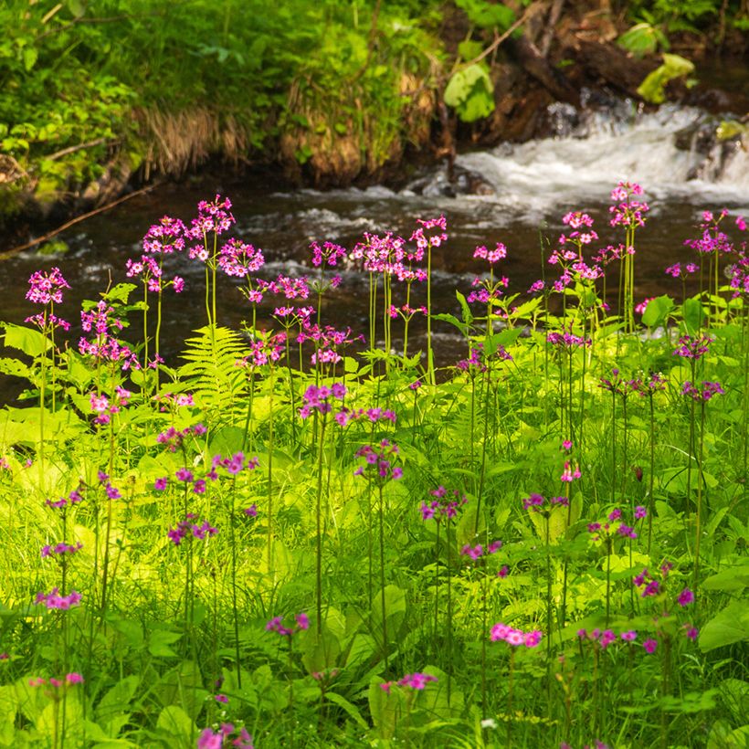 Primevère - Primula japonica (Plant habit)