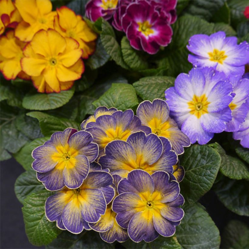 Primevère F1 Starflame mélange  (Flowering)