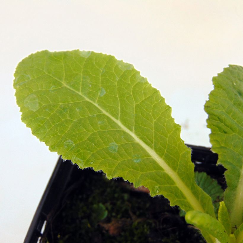 Primevère vulgaris (Foliage)