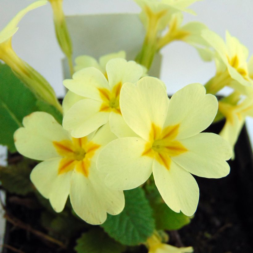 Primevère vulgaris (Flowering)
