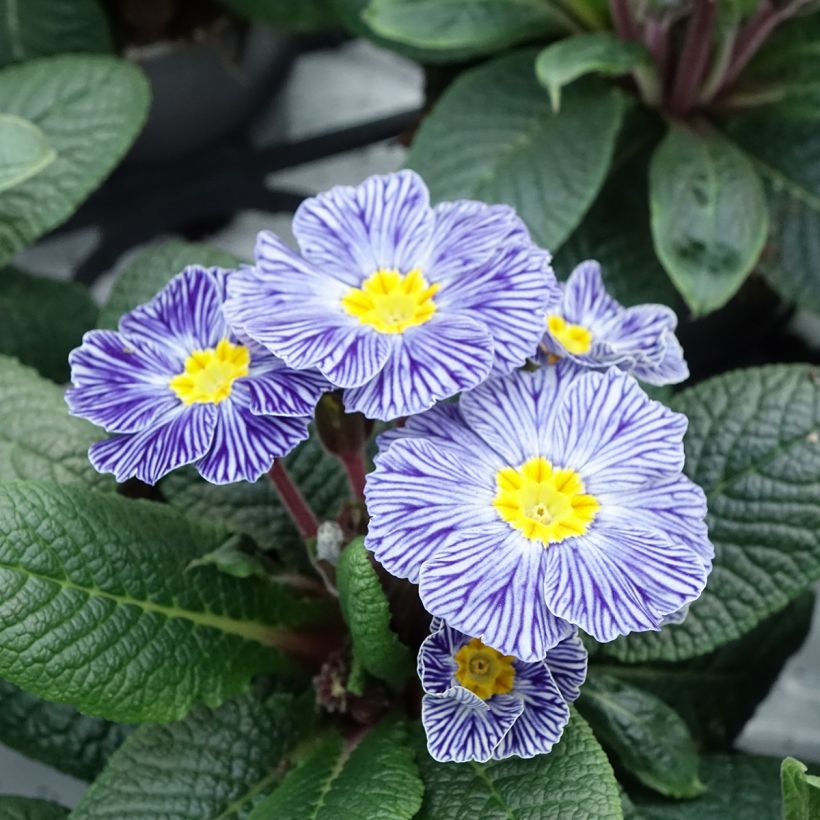 Primevère Zebra Blue miini-motte - Mini-Mottes (Flowering)