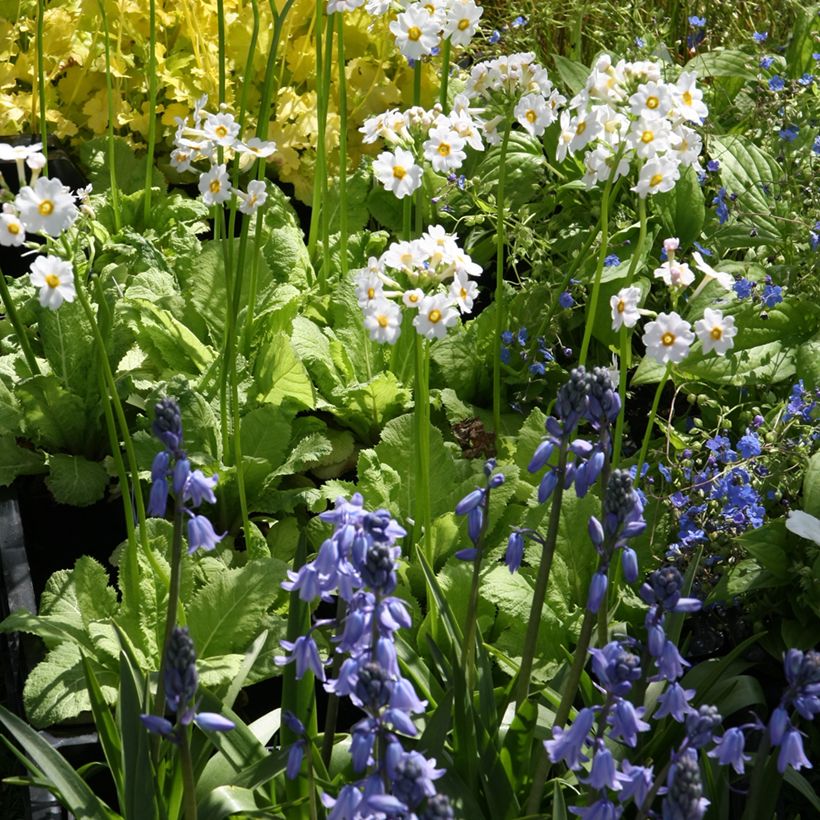 Primevere candélabre - Primula japonica Alba (Plant habit)