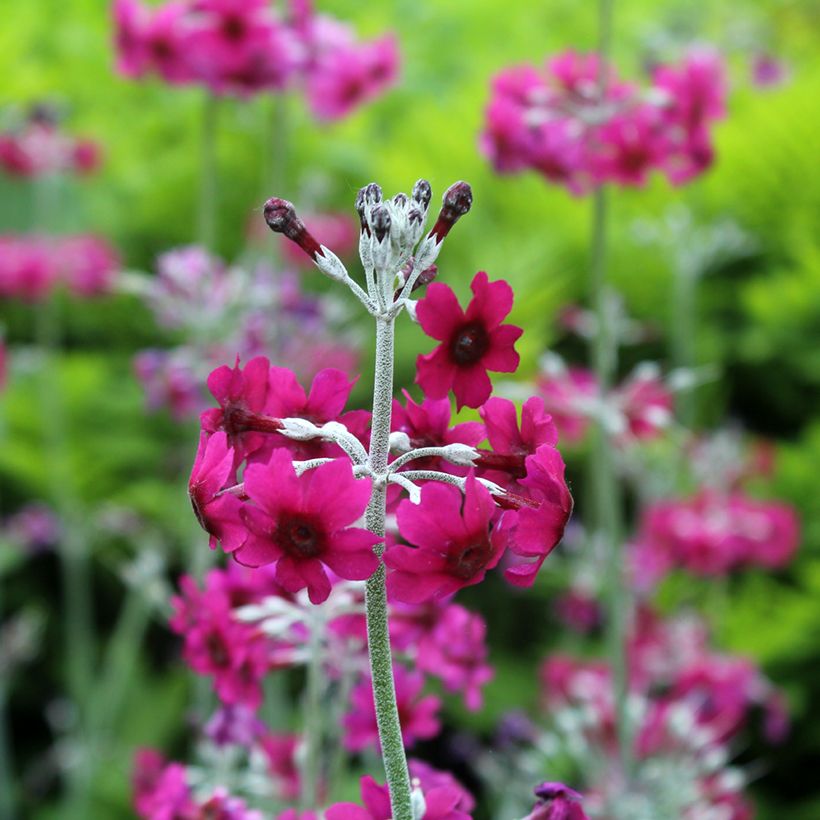 Primevère candélabre - Primula pulverulenta (Flowering)