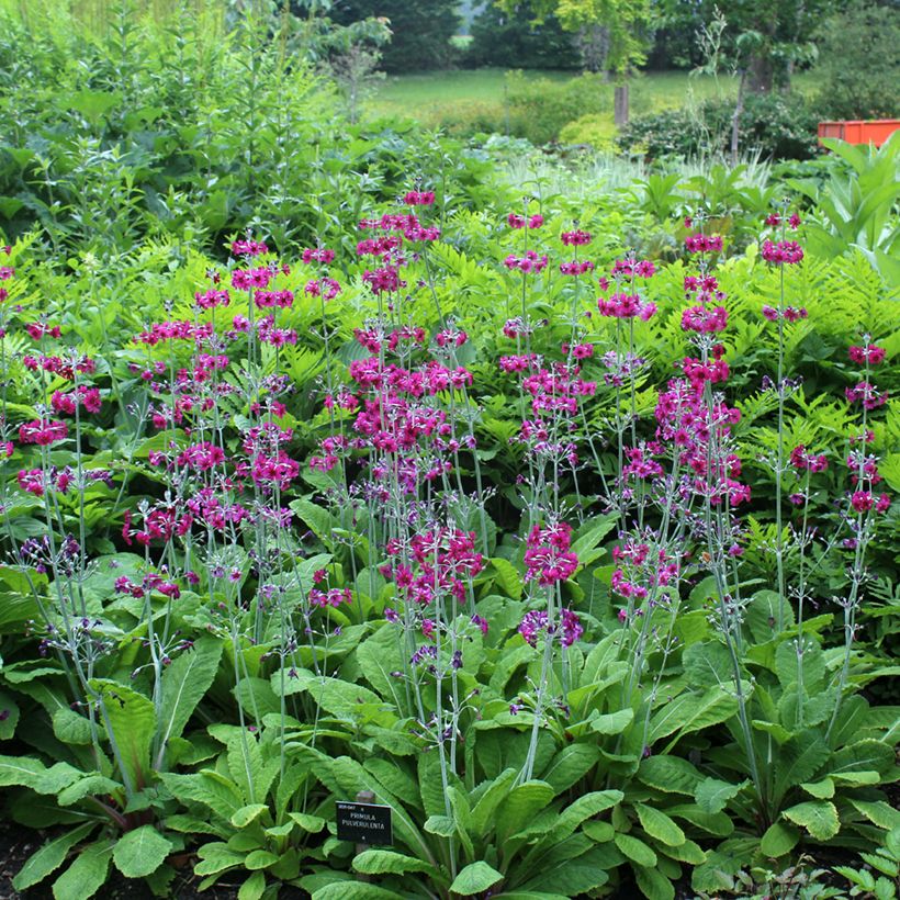 Primevère candélabre - Primula pulverulenta (Plant habit)