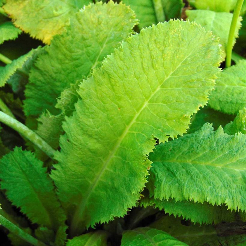 Primevère de l'Himalaya - Primula capitata mooreana (Foliage)