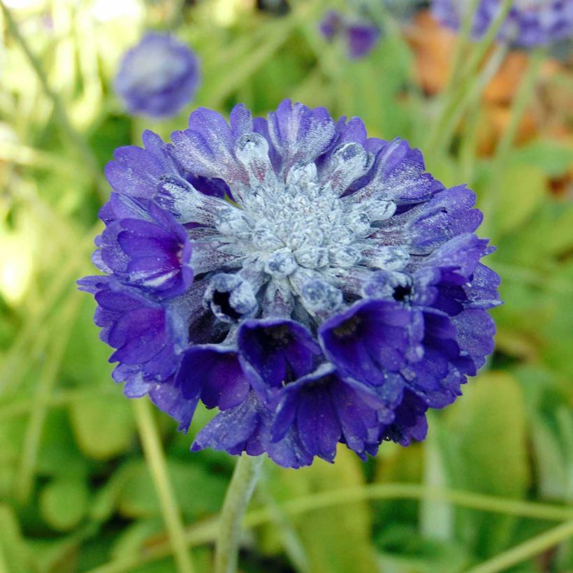 Primevère de l'Himalaya - Primula capitata mooreana (Flowering)