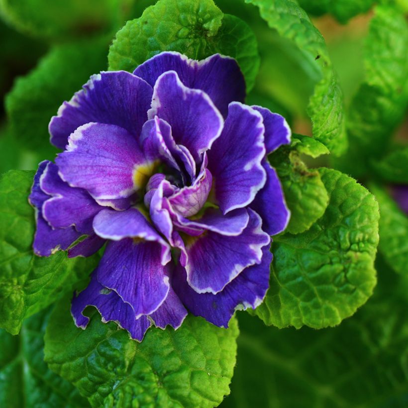 Primevère double Belarina Amethyst Ice - Primula vulgaris  (Flowering)