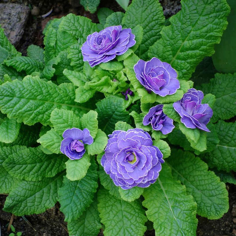 Primevère double Belarina Amethyst Ice - Primula vulgaris  (Plant habit)