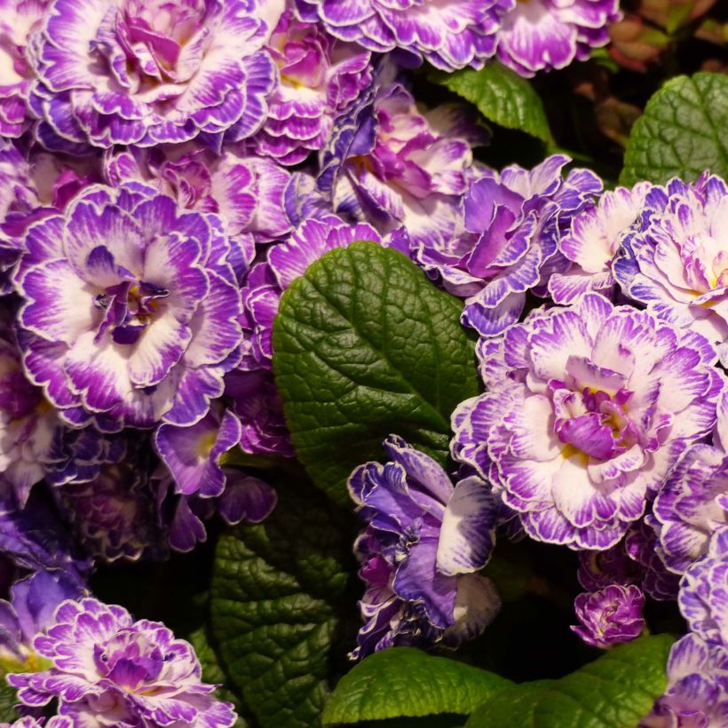 Primevère double Belarina Lively Lilac en Mini-mottes - Primula vulgaris (Flowering)