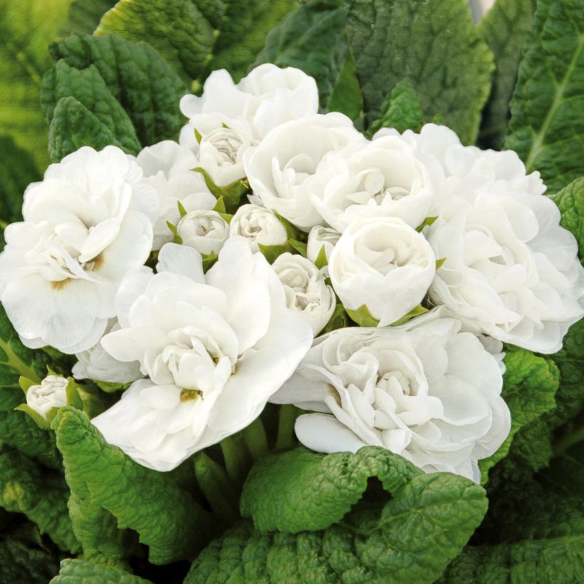 Primevere double Belarina Snow - Primula vulgaris (Flowering)