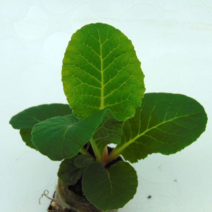 Primevère double Belarina Valentine Mini-motte - Primula vulgaris (Foliage)