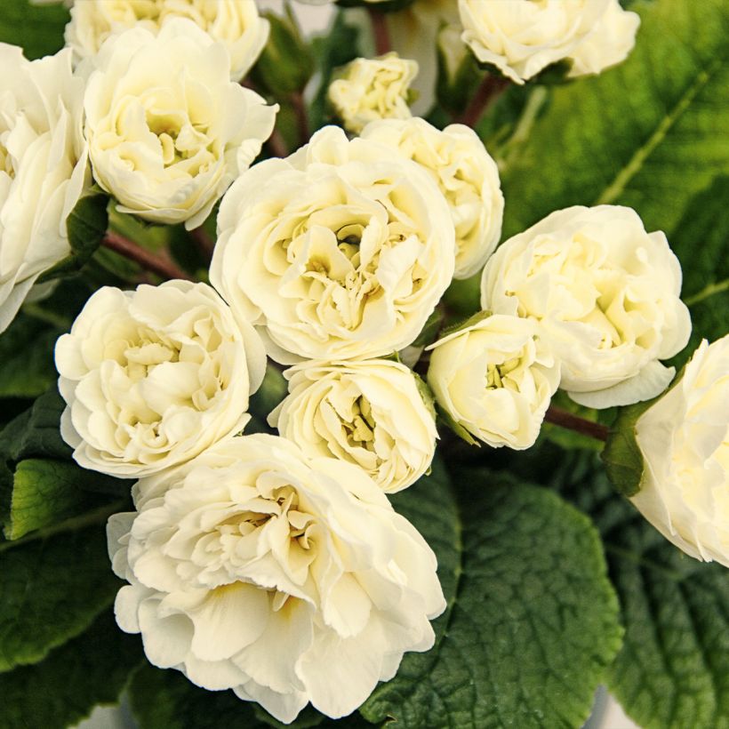 Primevere double Belarina Vanilla - Primula vulgaris (Flowering)