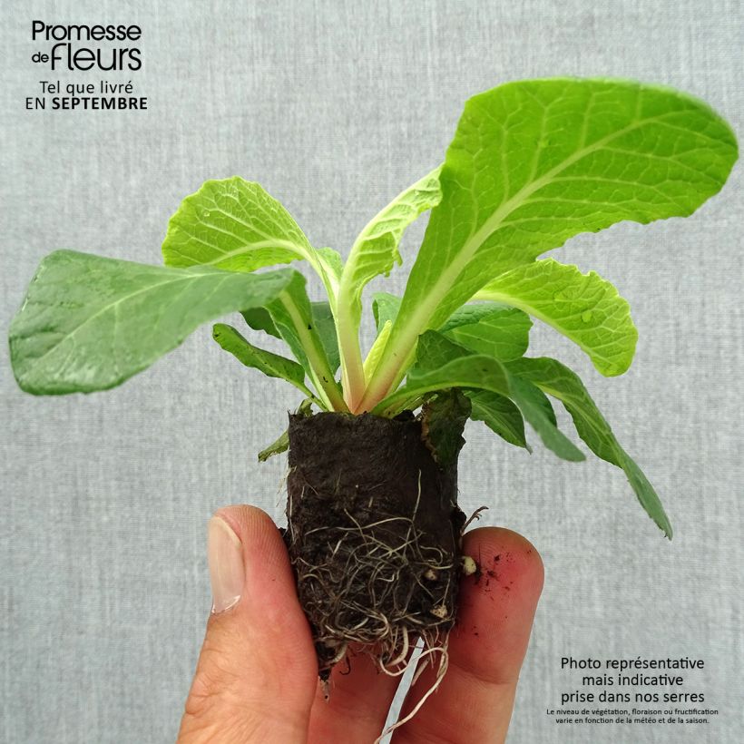 Example of Primevere double Belarina Vanilla - Primula vulgaris Mini-motte Ø 3/4 cm as you get in automne