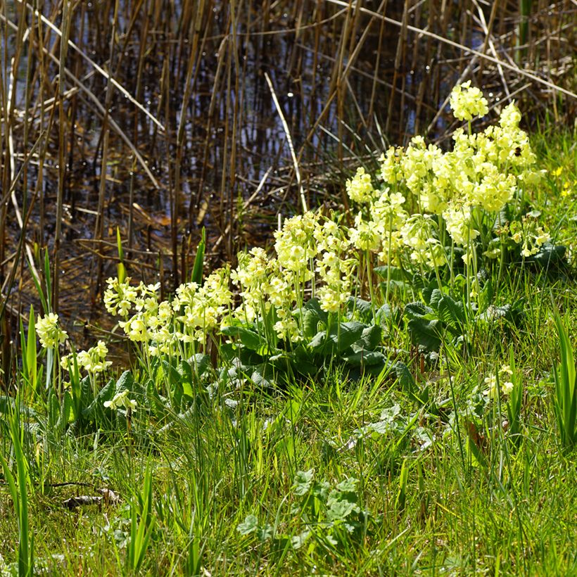 Primevère élevée - Primula elatior (Plant habit)