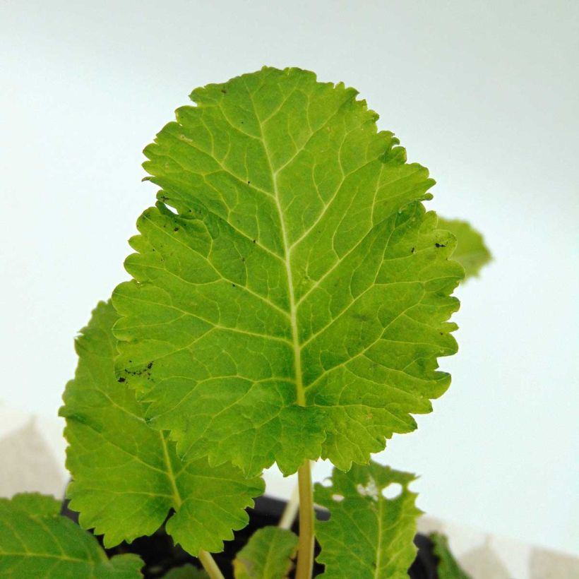 Primula florindae - Primevère du Tibet (Foliage)