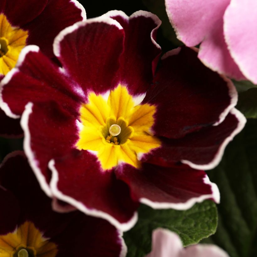 Primevère hybride Charlie Wine Red Edge F1 - Primula hybrida (Flowering)