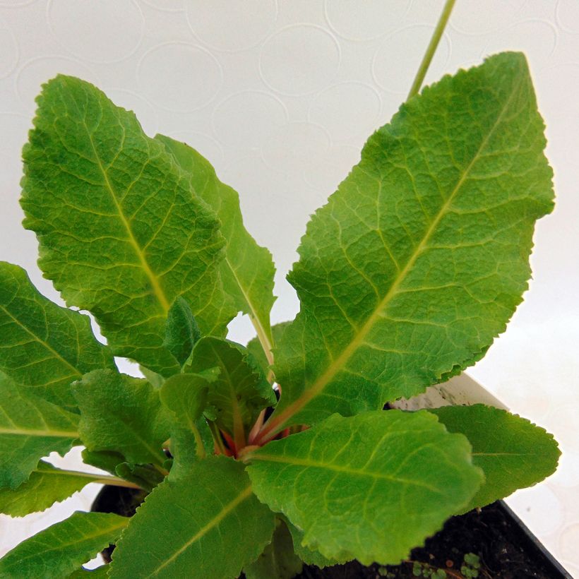 Primevère rose - Primula rosea Grandiflora   (Foliage)