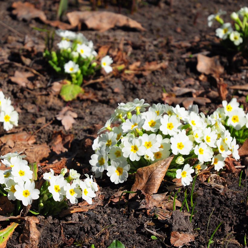 Primevère vulgaris (Plant habit)