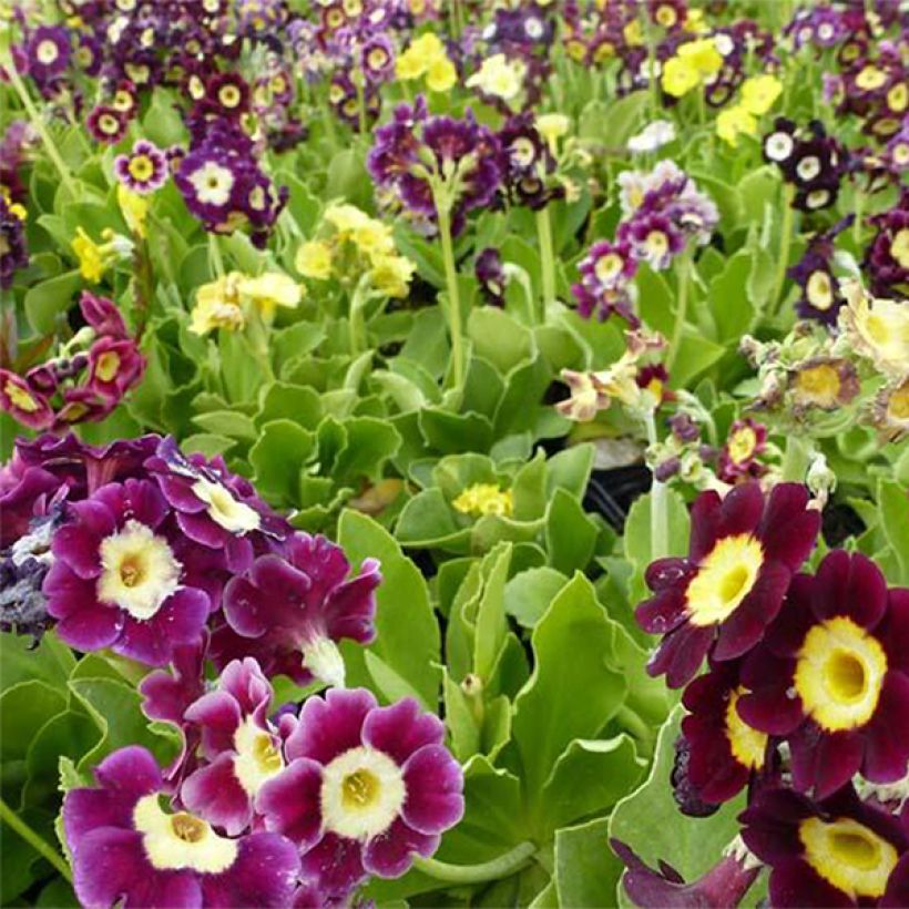 Primevère oreille d'ours - Primula auricula en mélange (Flowering)