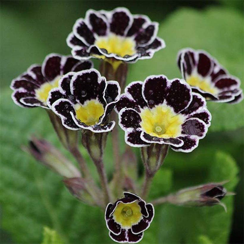 Primula elatior Gold Lace Black - Primevère élevée. (Flowering)