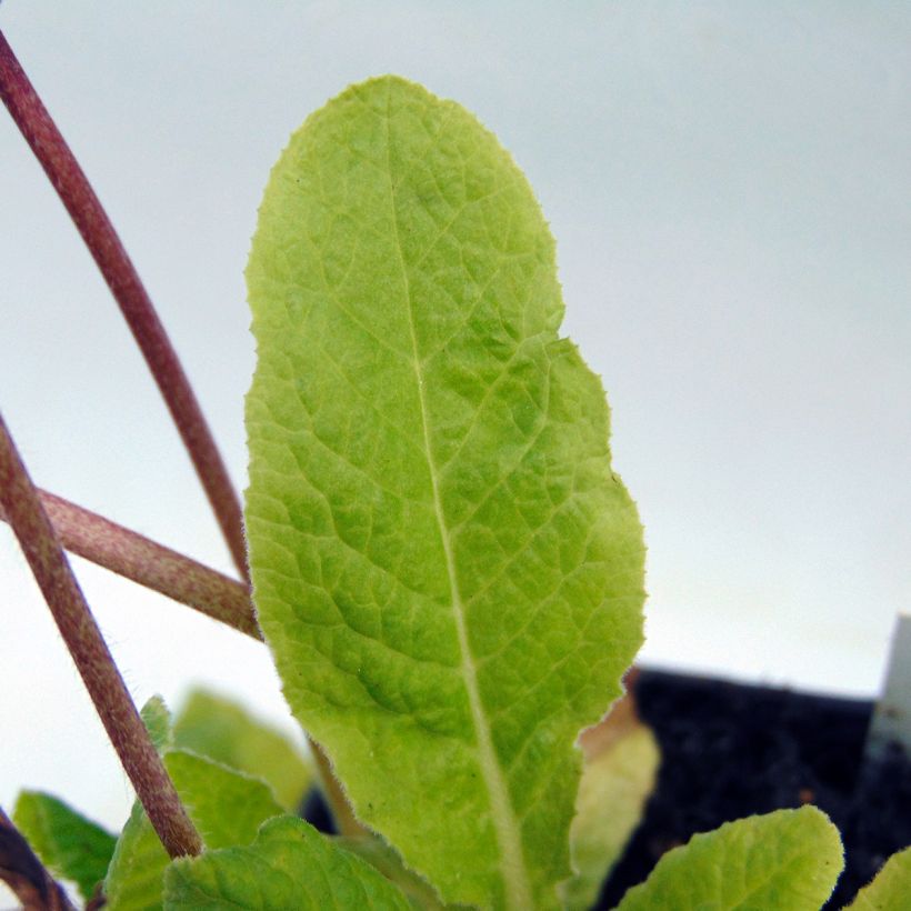 Primula elatior Gold Lace Red - Primevère élevée (Foliage)