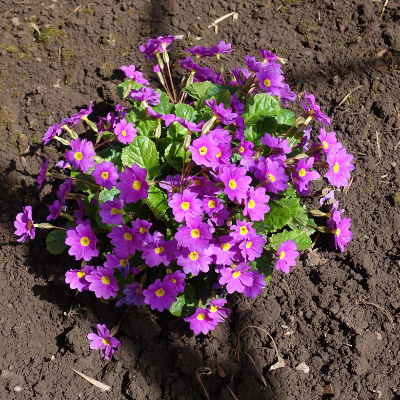 Primula juliae Wanda - Primevère vivace tapissante (Plant habit)