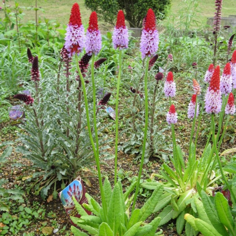 Primevère - Primula vialii (Plant habit)