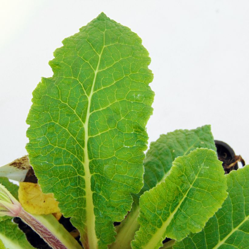 Primula vulgaris Francesca - Primevère des jardins (Foliage)