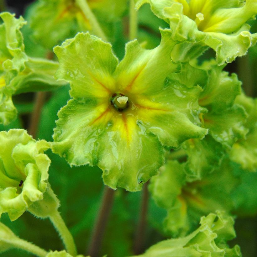 Primula vulgaris Francesca - Primevère des jardins (Flowering)