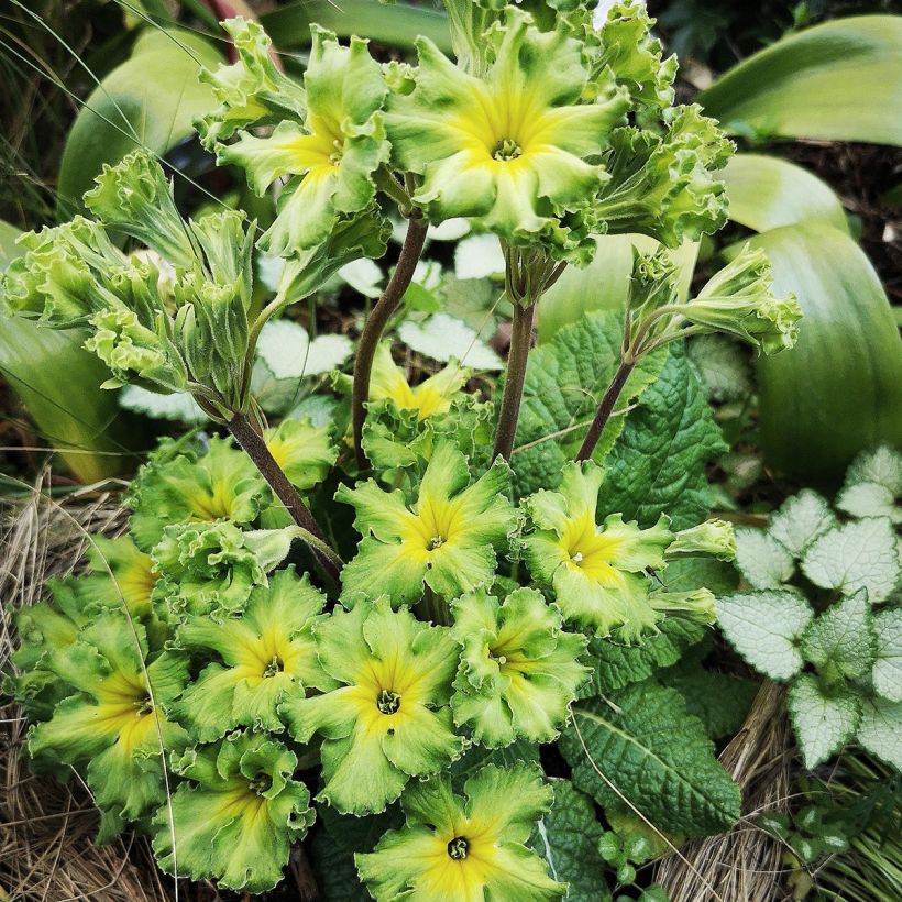 Primula vulgaris Francesca - Primevère des jardins (Plant habit)