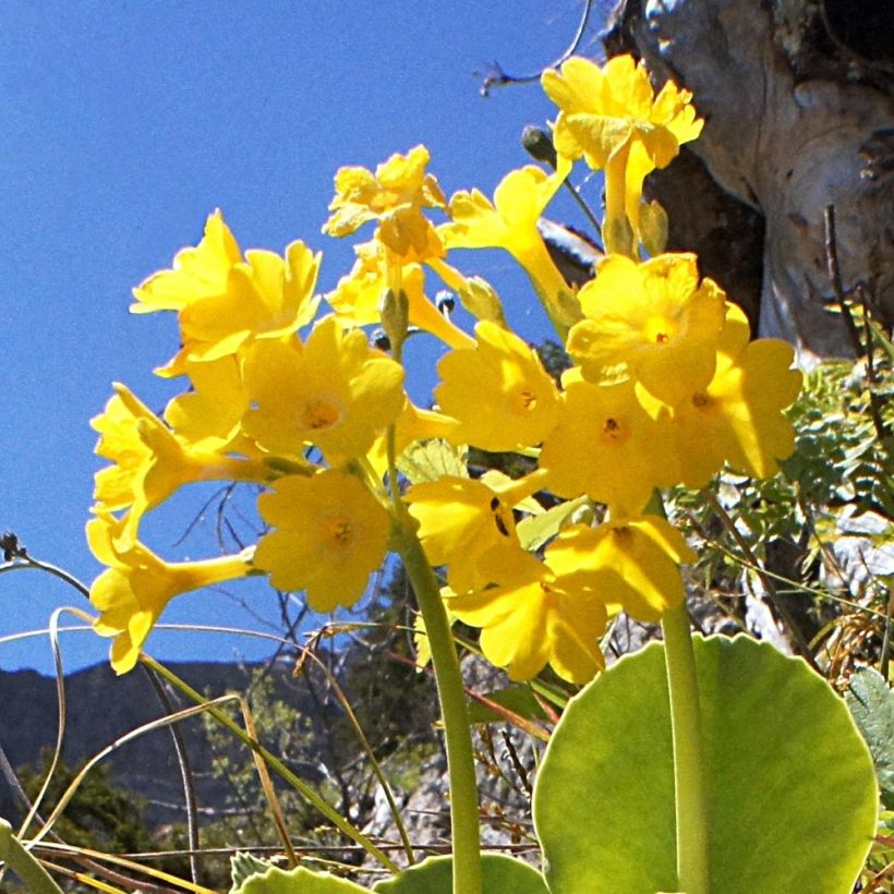 Auricule des jardins - Primula x pubescens  (Flowering)