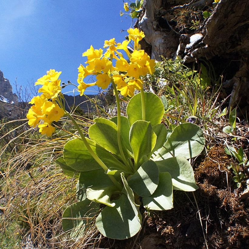 Auricule des jardins - Primula x pubescens  (Plant habit)