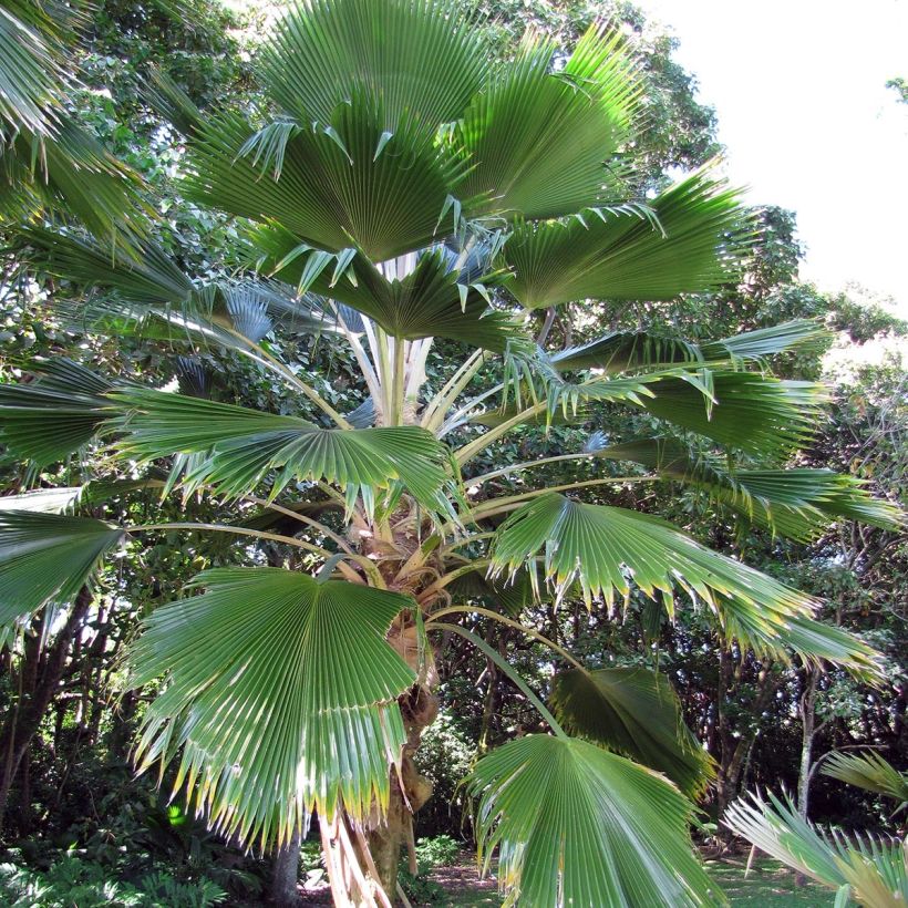 Pritchardia pacífica - Palmier des îles Fidji (Plant habit)