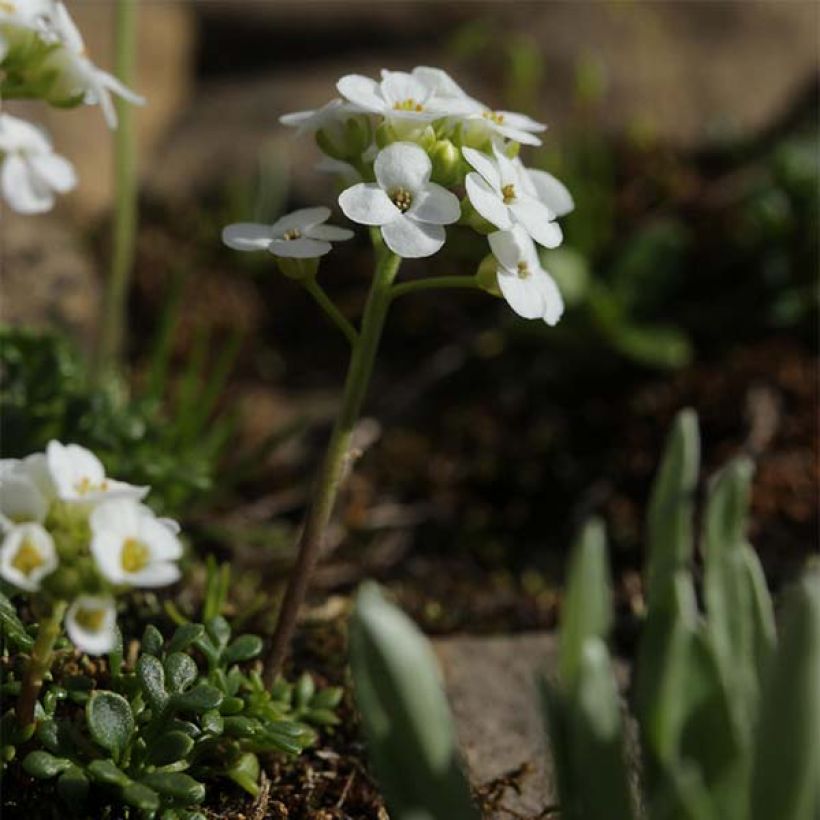 Hornungia alpina - Cresson des chamois (Plant habit)