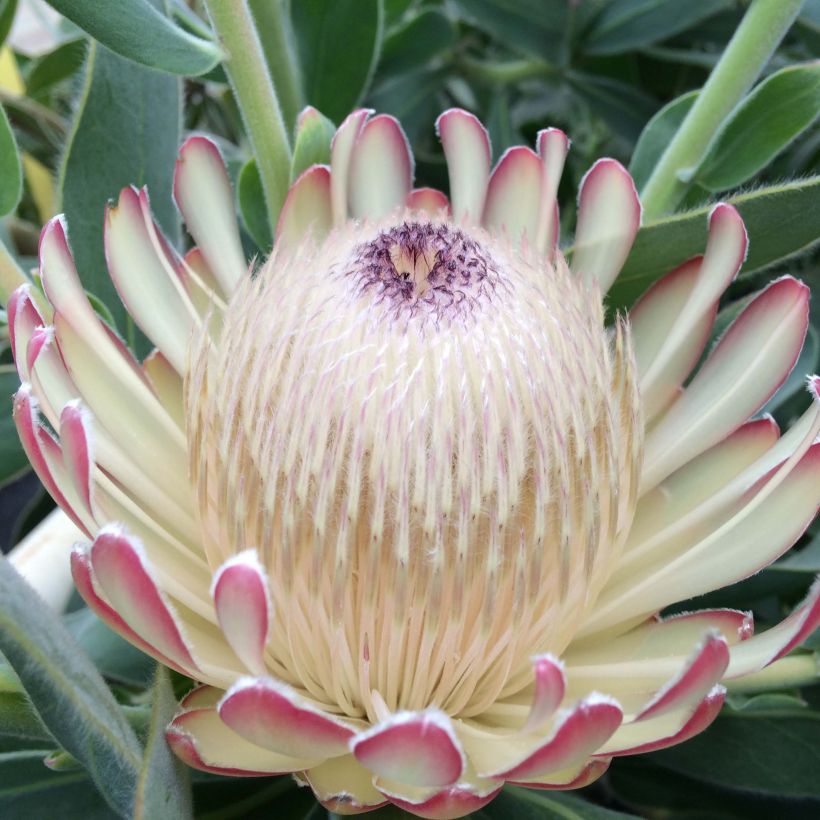 Protea Susara - Protée hybride (Flowering)