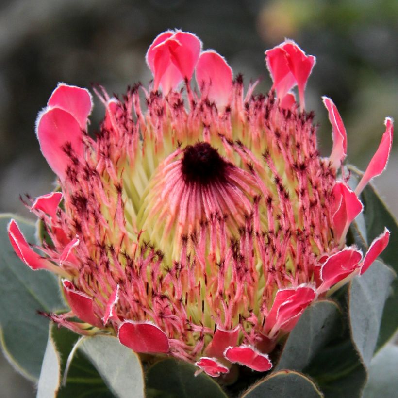 Protea eximia - Protée à feuilles larges (Flowering)