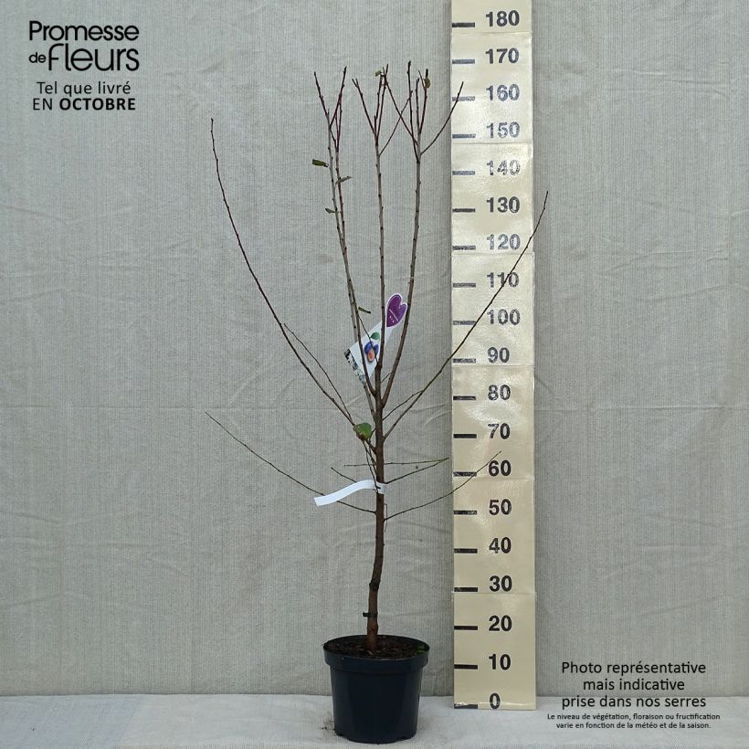 Example of Pruneau de Bâle - Prunier Hauszwetsche - Quetsche Pot de 7,5L/10L, Gobelet as you get in automne