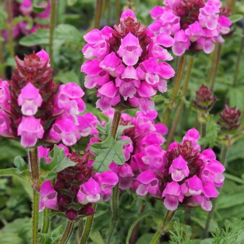Prunella grandiflora Bella Deep Rose - Brunelle à grandes fleurs (Flowering)