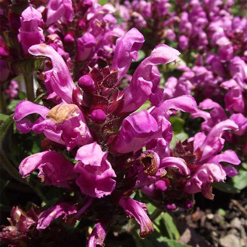Prunella grandiflora Pink Loveliness - Brunelle rose tendre. (Flowering)