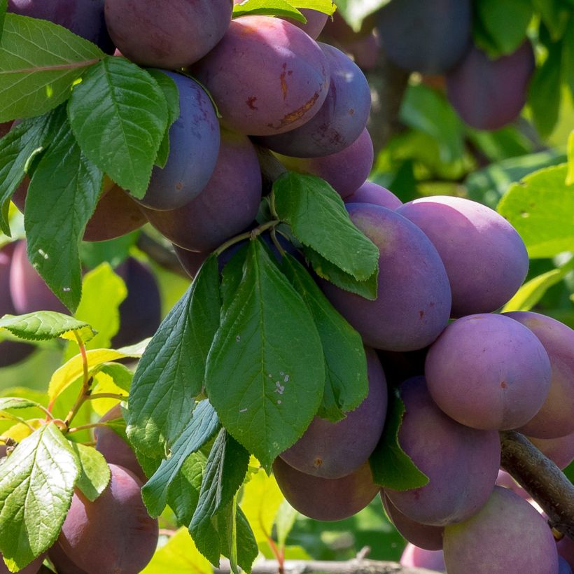 Prunier Quetsche Altesse simple - Prune de Namur (Harvest)