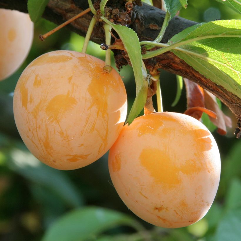 Prunier Des Béjonnières (Harvest)