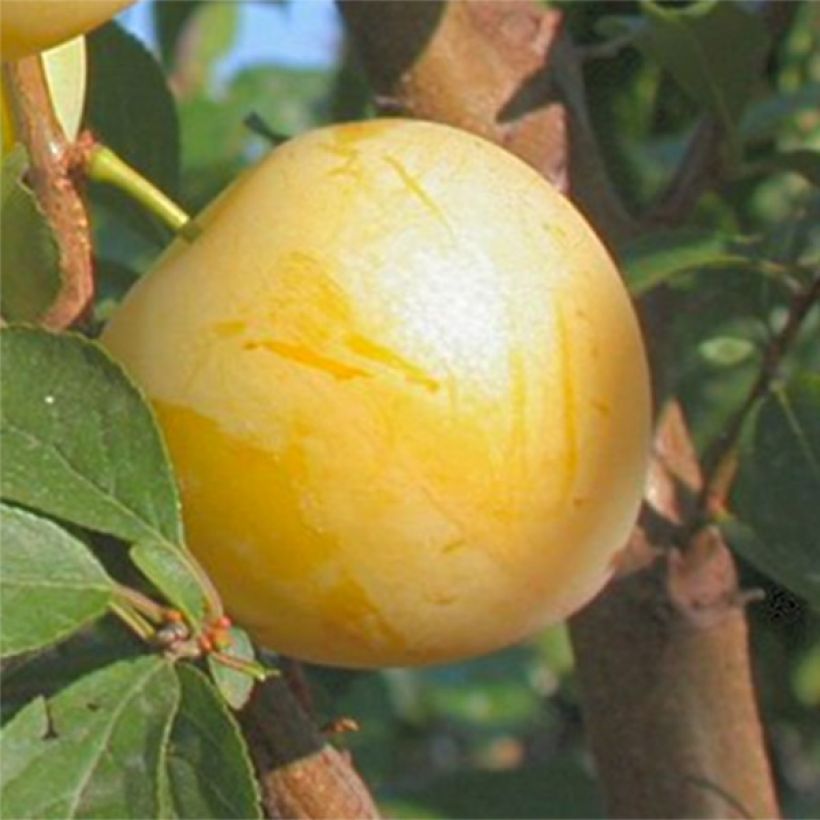 Prunier Golden Japan (Harvest)