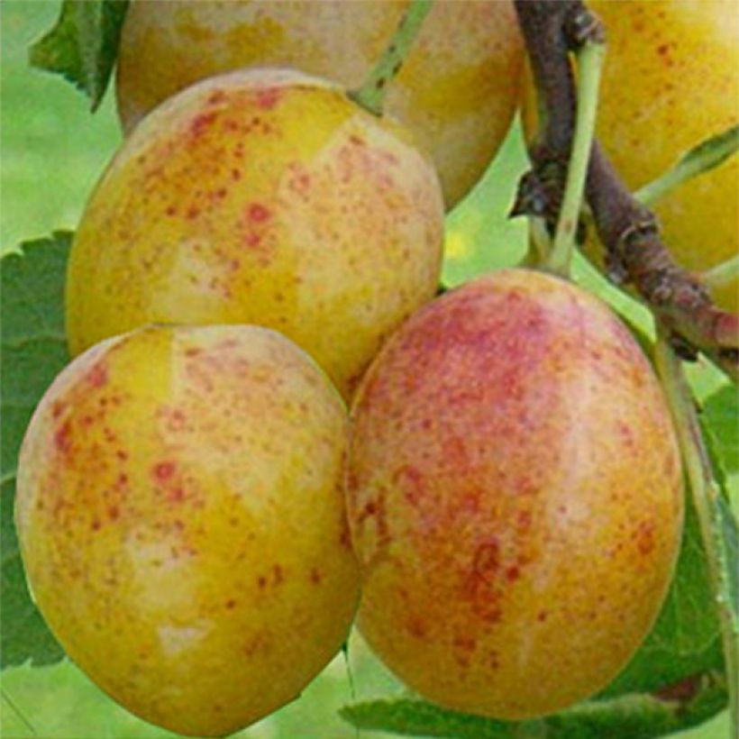 Prunier Mirabelle de Metz (Harvest)