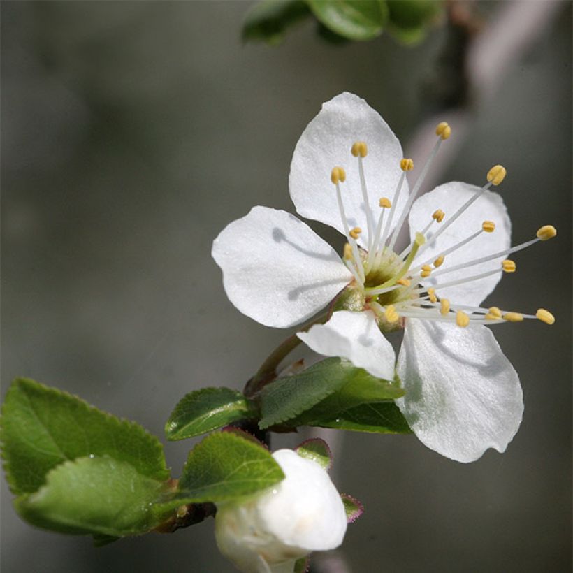 Prunier Mirabelle de Nancy (Flowering)